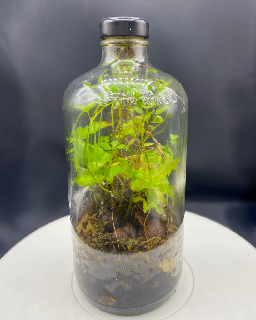 Royal Fern carefully planted inside a repurposed glass tea bottle, showcasing its delicate fronds nestled in leca clay and moss.