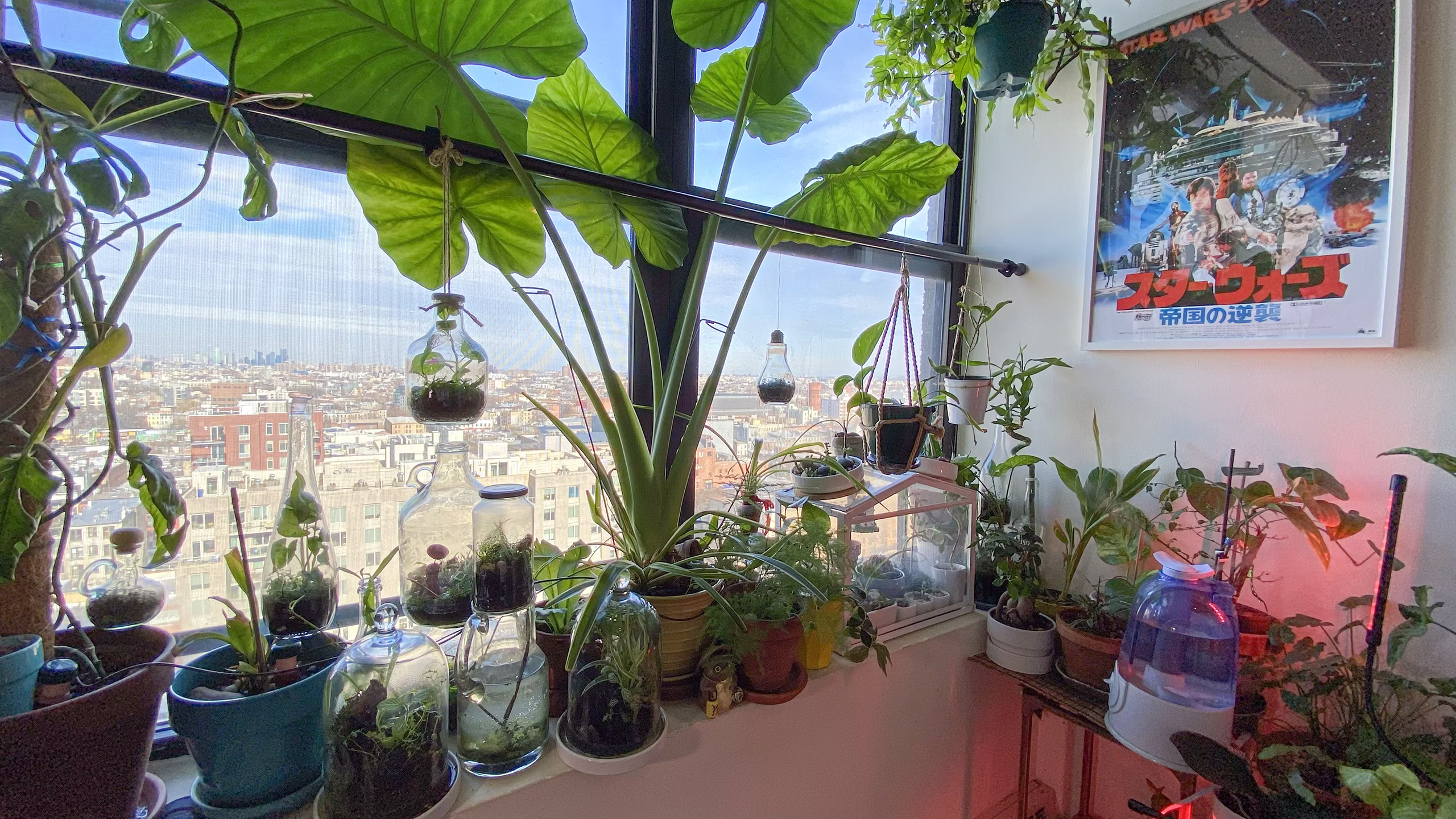I used to live in a small apartment in Prospect Heights, and even in that limited space I managed to grow a whole collection of indoor plants and terrariums. They thrived in the big windows that welcomed sunlight year‑round, whether in the heat of summer or the harshest winter.